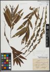 Foto von Salix purpurea L. x Salix viminalis L.